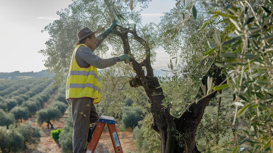 Agricultor observando un olivo.