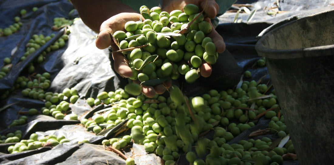 Aceitunas