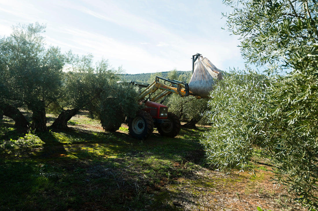AOVE temprano: guía definitiva para reconocer un aceite auténtico