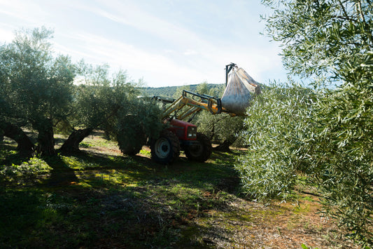 AOVE temprano: guía definitiva para reconocer un aceite auténtico