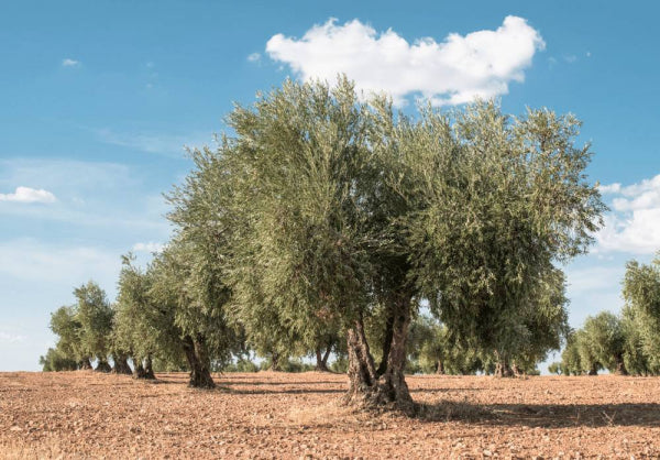 árbol de olivo