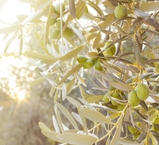 Jaén, tierra de olivos: el alma del Aceite de Oliva Virgen Extra