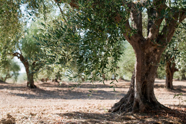 árbol de olivo